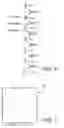 Fig. 04 - Method for manufacturing reflective mask blank, and method for manufacturing reflective mask