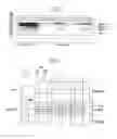 Fig. 06 - Flexible touch screen panel and flexible display device with the same