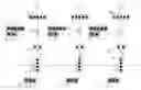 Fig. 01 - LOG-LINEAR RECURRENT NEURAL NETWORK
