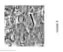 Fig. 08 - Hybrid halide perovskite-based field effect transistors