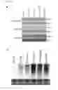 Fig. 04 - Mobilisation of transposable elements to enhance genetic and epigenetic variability in a population