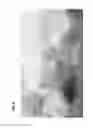 Fig. 07 - Micropropagation of T-R date palm
