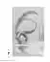 Fig. 08 - Micropropagation of T-R date palm