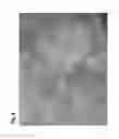 Fig. 09 - Micropropagation of T-R date palm