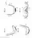 Fig. 16 - Support garment with cantilevered sinusoidal support form
