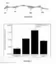 Fig. 03 - Index for quanitification of bowman's layer roughness for diagnosis of disease and prognosis of treatments in human cornea