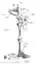 Fig. 10 - Tibia cutting assembly