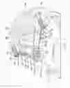 Fig. 06 - Lamina implant and method