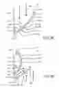 Fig. 17 - Prosthetic valve with improved washout