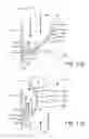 Fig. 26 - Prosthetic valve with improved washout