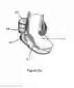 Fig. 07 - Method and apparatus for improving human balance and gait and preventing foot injury