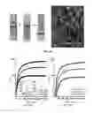 Fig. 06 - Peptide hydrogel properties and its applications