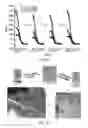 Fig. 08 - Peptide hydrogel properties and its applications