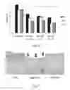 Fig. 06 - PRODUCT COMPRISING HYDROLIZED COLLAGEN AND AT LEAST ONE AMORPHOUS MICRONIZED DRUG, PROCESS FOR THE PREPARATION THEREOF AND RELATED USES IN MEDICAL FIELD
