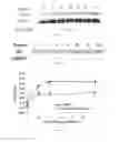 Fig. 16 - COMPOSITIONS AND METHODS FOR TREATING LUNG DISEASES