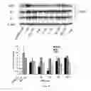 Fig. 30 - COMPOSITIONS AND METHODS FOR TREATING LUNG DISEASES
