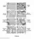 Fig. 40 - COMPOSITIONS AND METHODS FOR TREATING LUNG DISEASES