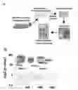Fig. 02 - METHODS AND COMPOSITIONS RELATING TO PROTEASOME INHIBITOR RESISTANCE