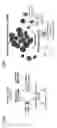 Fig. 69 - METHODS AND COMPOSITIONS RELATING TO PROTEASOME INHIBITOR RESISTANCE
