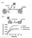 Fig. 80 - METHODS AND COMPOSITIONS RELATING TO PROTEASOME INHIBITOR RESISTANCE
