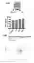 Fig. 95 - METHODS AND COMPOSITIONS RELATING TO PROTEASOME INHIBITOR RESISTANCE