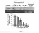 Fig. 06 - Methods for treating angiogenesis related disorder