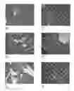 Fig. 01 - Bisamide derivative of dicarboxylic acid as an agent for stimulating tissue regeneration and recovery of diminished tissue function