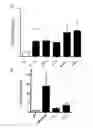 Fig. 01 - METHODS AND PHARMACEUTICAL COMPOSITIONS FOR THE TREATMENT OF DARIER DISEASE