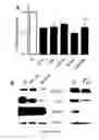 Fig. 06 - METHODS AND PHARMACEUTICAL COMPOSITIONS FOR THE TREATMENT OF DARIER DISEASE