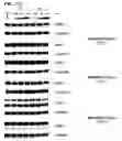 Fig. 35 - MODULATORS OF PROTEOLYSIS AND ASSOCIATED METHODS OF USE