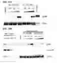 Fig. 40 - MODULATORS OF PROTEOLYSIS AND ASSOCIATED METHODS OF USE