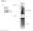 Fig. 46 - MODULATORS OF PROTEOLYSIS AND ASSOCIATED METHODS OF USE