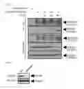 Fig. 35 - Methods of sensitizing tumor cells to weak base chemotherapeutic drugs