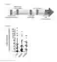 Fig. 46 - Methods of sensitizing tumor cells to weak base chemotherapeutic drugs