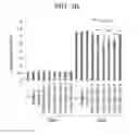 Fig. 19 - Double-stranded nucleic acid molecule, DNA, vector, cancer cell growth inhibitor, cancer cell migration inhibitor, and drug