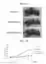 Fig. 24 - Double-stranded nucleic acid molecule, DNA, vector, cancer cell growth inhibitor, cancer cell migration inhibitor, and drug
