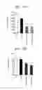 Fig. 25 - Double-stranded nucleic acid molecule, DNA, vector, cancer cell growth inhibitor, cancer cell migration inhibitor, and drug