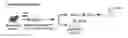 Fig. 01 - Uses of expanded populations of hematopoietic stem/progenitor cells