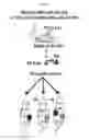 Fig. 09 - Uses of expanded populations of hematopoietic stem/progenitor cells