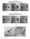Fig. 10 - Uses of expanded populations of hematopoietic stem/progenitor cells