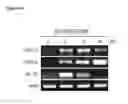 Fig. 11 - Scalable production of standardized extracellular vesicles, extracellular vesicle preparations and uses thereof