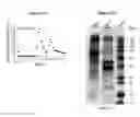 Fig. 26 - Scalable production of standardized extracellular vesicles, extracellular vesicle preparations and uses thereof