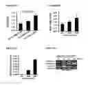 Fig. 28 - Scalable production of standardized extracellular vesicles, extracellular vesicle preparations and uses thereof