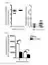 Fig. 11 - Method for preventing or treating influenza virus infection using pharmaceutical composition comprising immunoglobulin Fc-fused interleukin-7 fusion protein