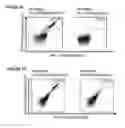 Fig. 30 - Peptides and combination of peptides for use in immunotherapy against CLL and other cancers