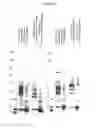 Fig. 27 - Immunogenic compositions containing bacterial outer membrane vesicles and therapeutic uses thereof