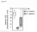 Fig. 22 - Immunogenic compositions and uses thereof