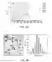 Fig. 03 - Ferritin nanoparticle compositions and methods to modulate cell activity