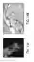 Fig. 31 - Ferritin nanoparticle compositions and methods to modulate cell activity