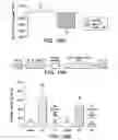 Fig. 34 - Ferritin nanoparticle compositions and methods to modulate cell activity